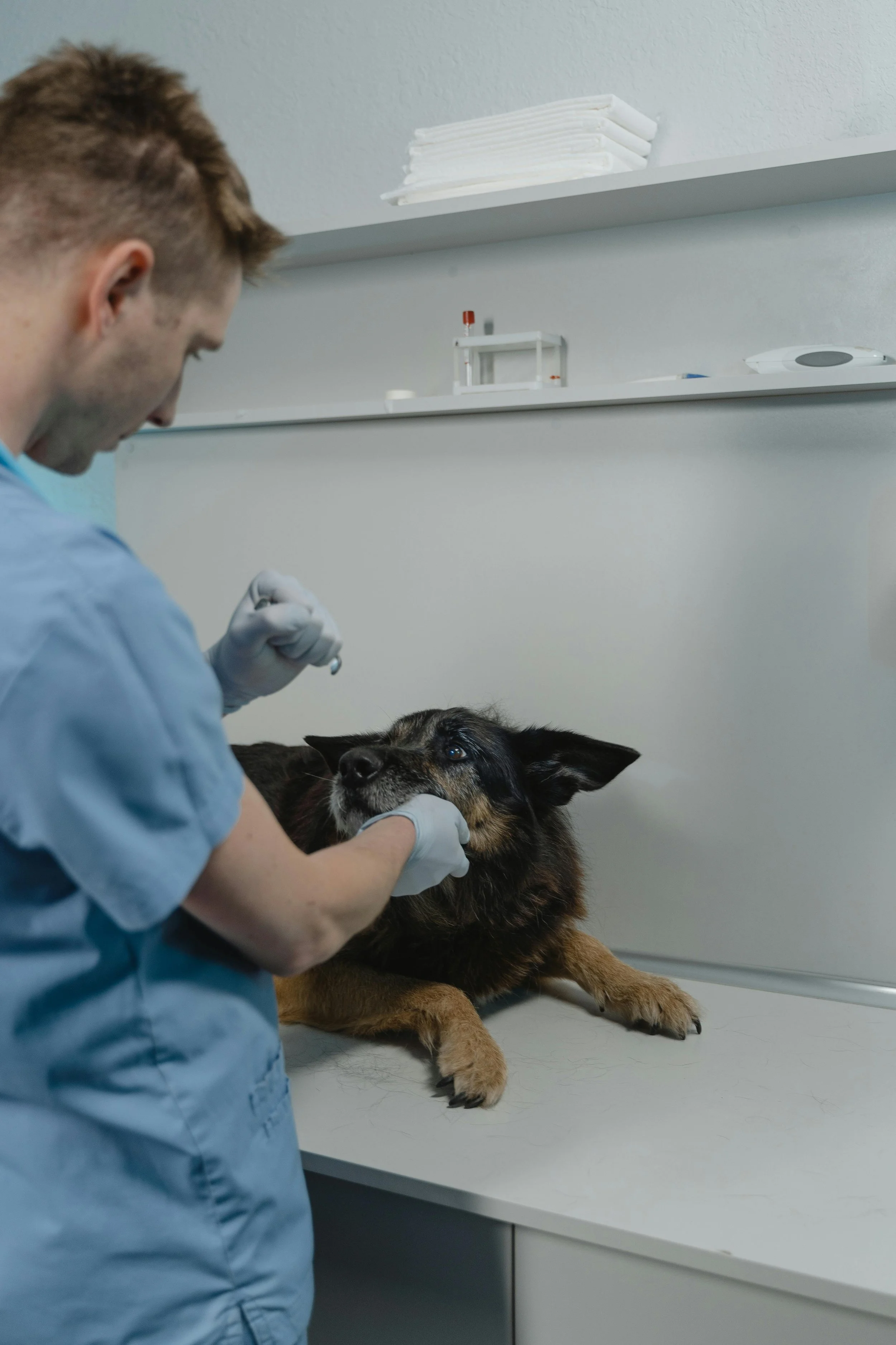 Veterinarian examining a dog on an examination table in a clinic.