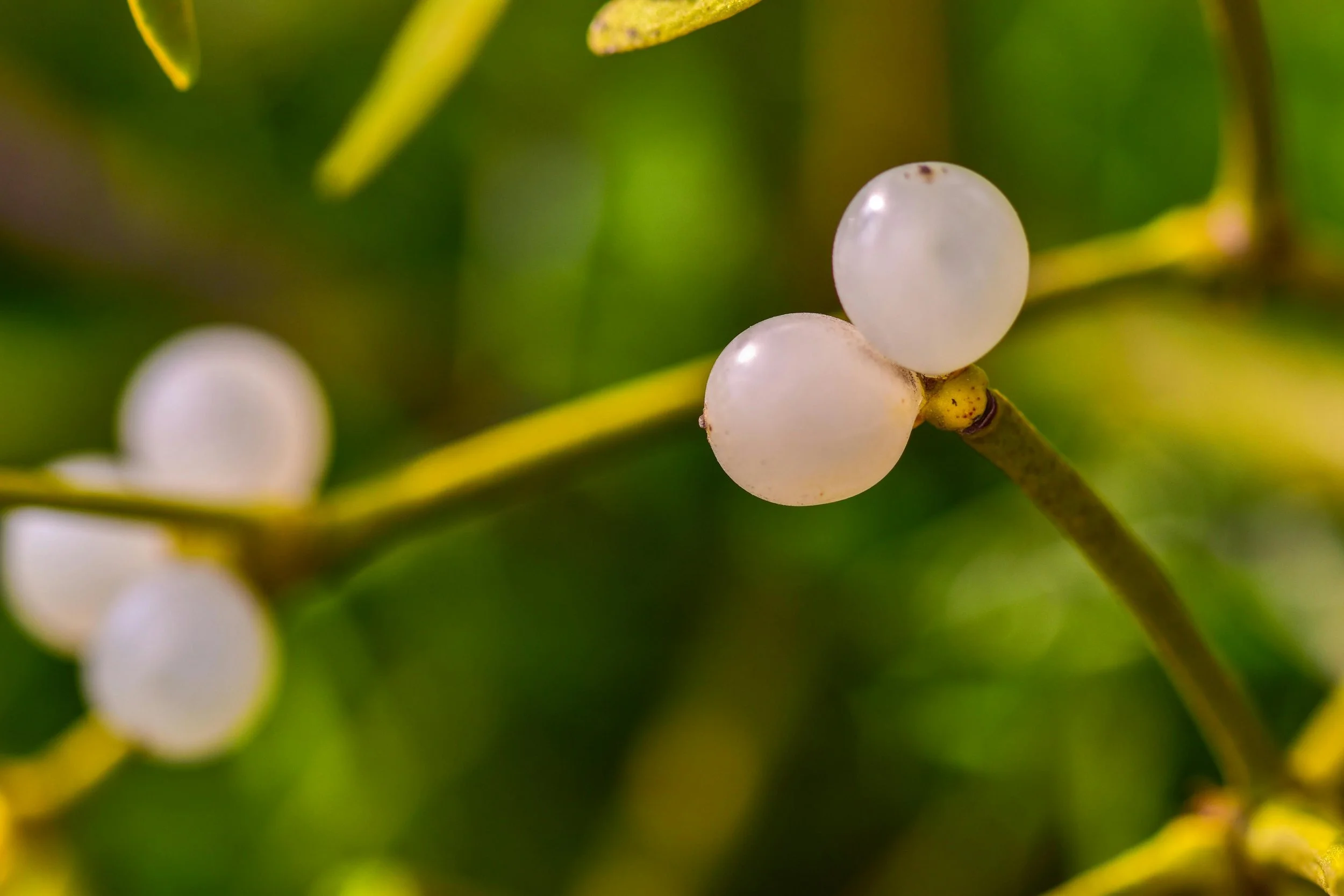 Close-up of white berries on a thin branch with green out-of-focus background.