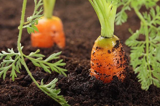 babycarrots.jpg