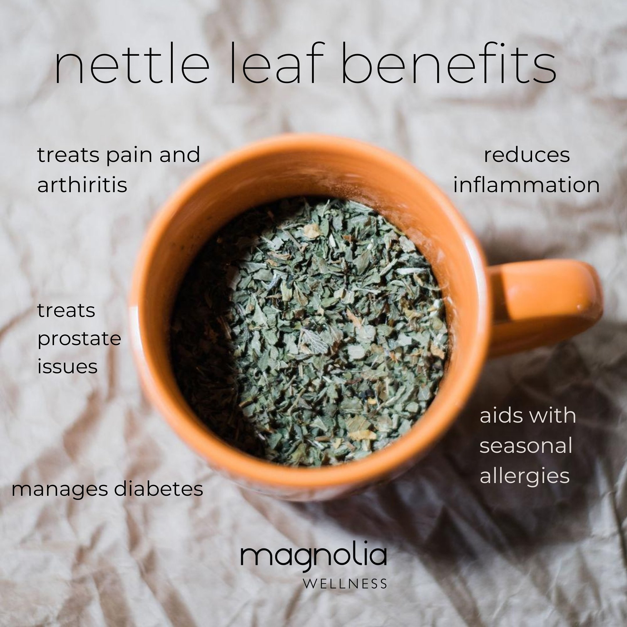 🌿 Dive into the natural goodness of nettle leaf! Here are some DIY tips to incorporate this powerhouse herb into your wellness routine:

1️⃣ Immune-Boosting Infusion
Brew a comforting cup of nettle leaf tea to give your immune system a boost. Simply