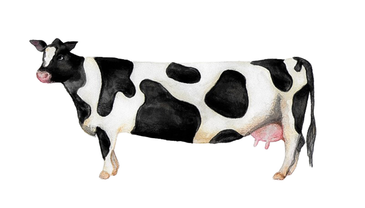 long cow copy.png