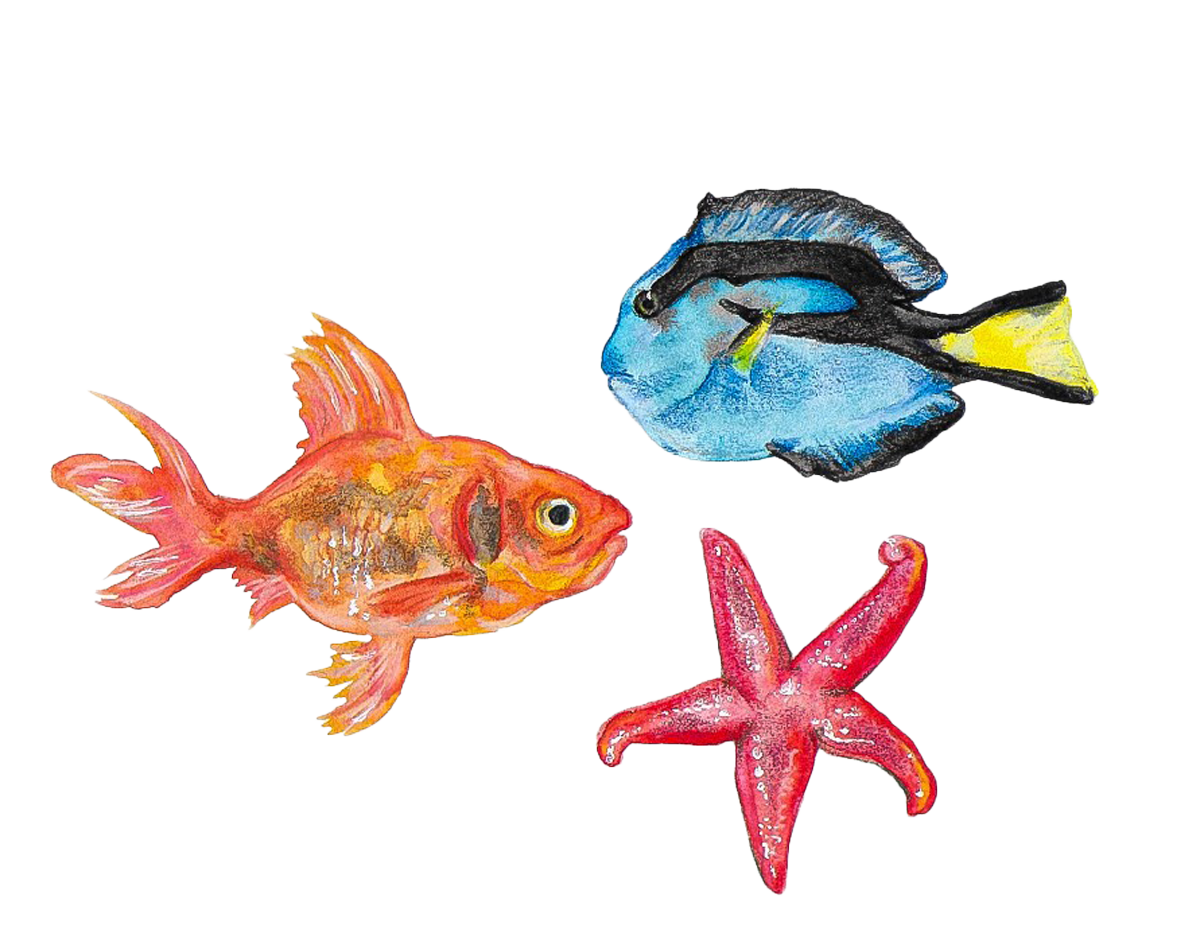 fishy triooo.png