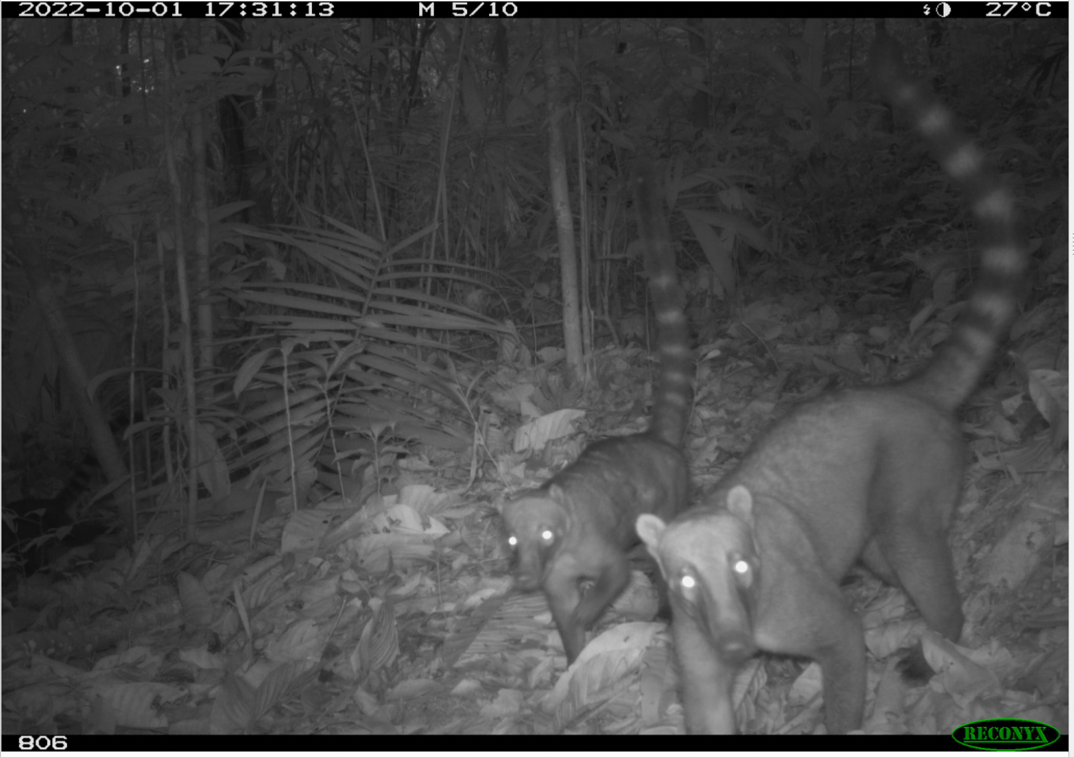 South American coati.png