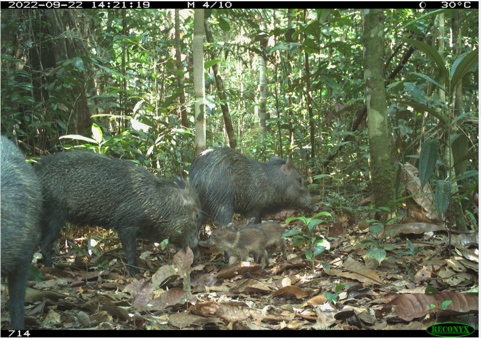 collared peccary & babies.png