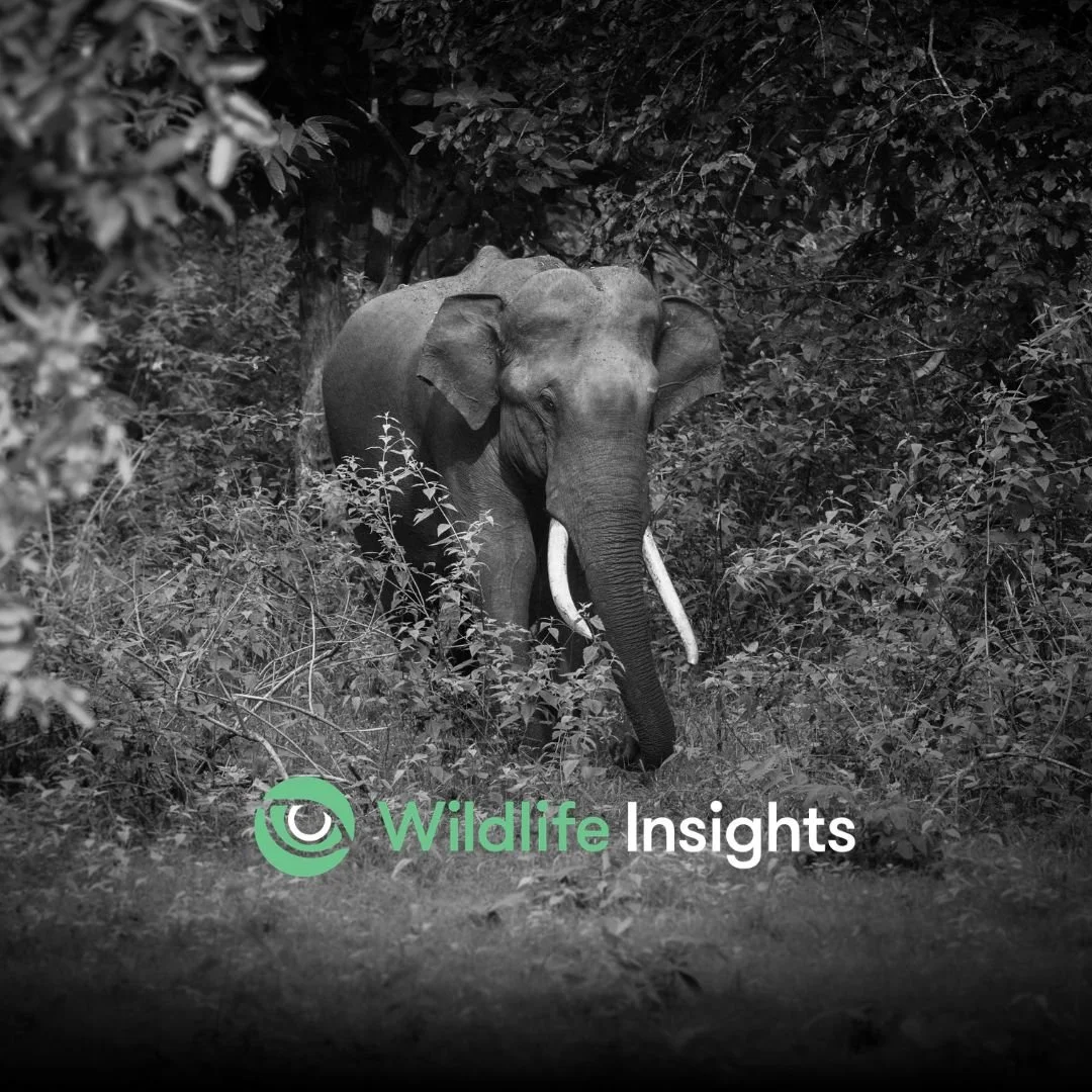 As Secretariat for Wildlife Insights, WildMon strengths its approach to integrated biodiversity monitoring