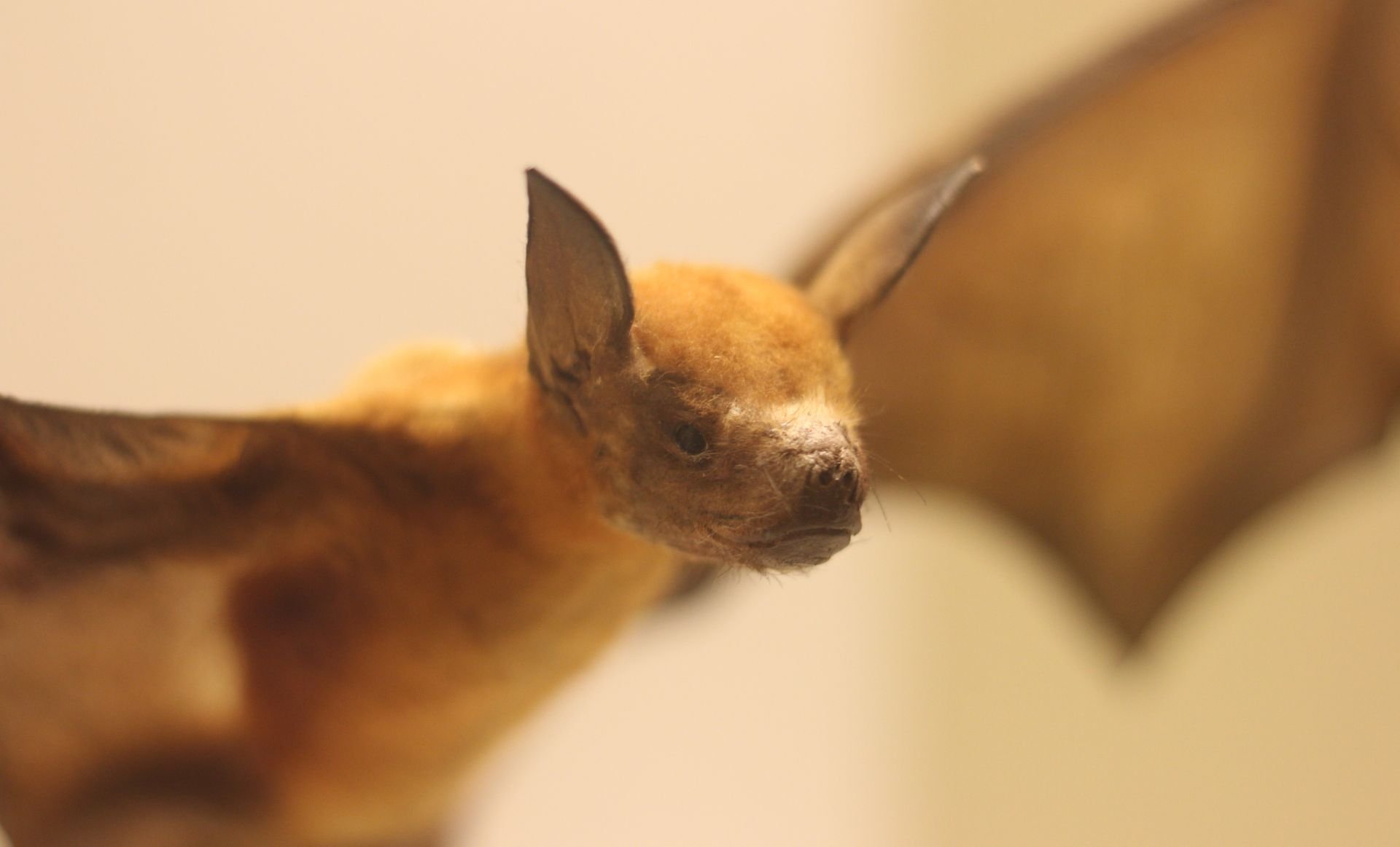Aerial insectivorous bat responses to 30 years of forest insularization in a dam-created Amazonian archipelagic landscape.