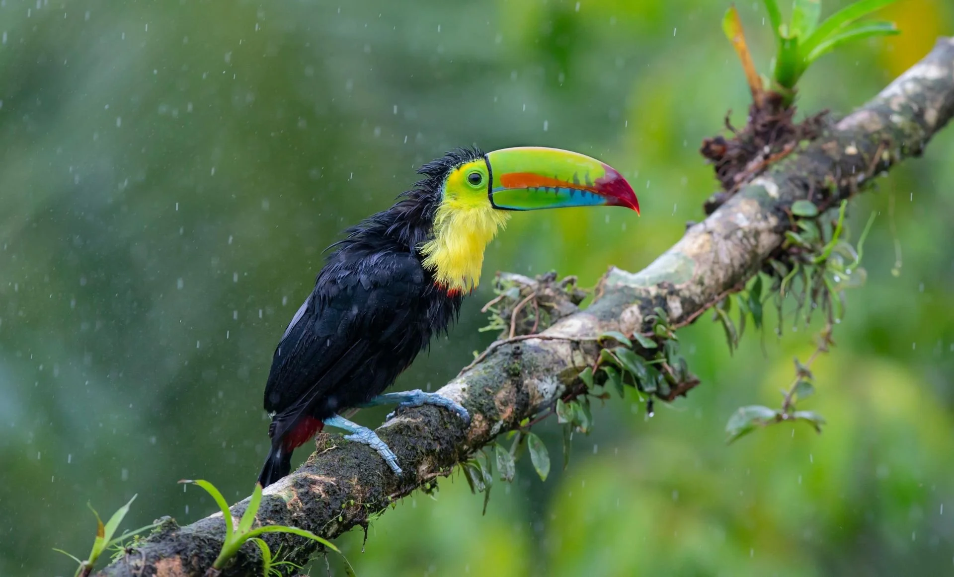 Poor performance of acoustic indices as proxies for bird diversity in a fragmented Amazonian landscape