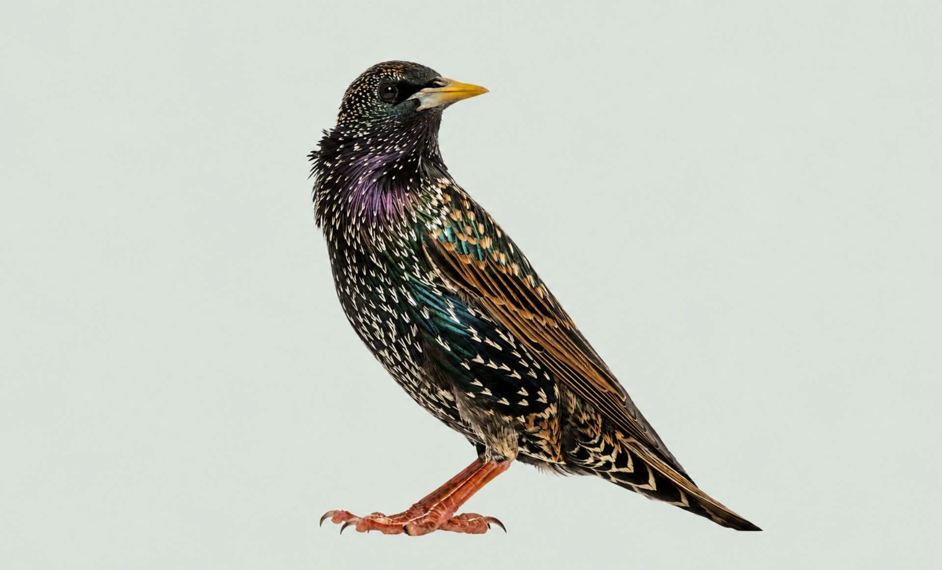 Is stability too revered in zoological nomenclature?