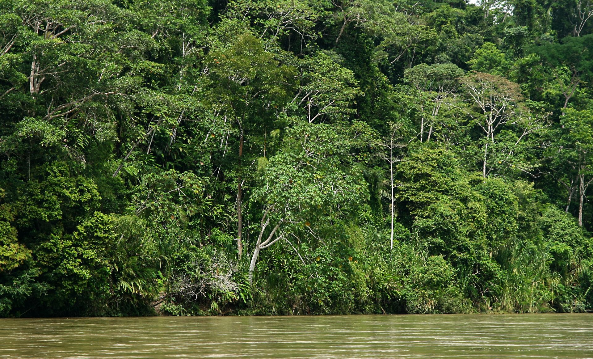 Satellite-based forest structure metrics as a predictive tool for biodiversity in hyperdiverse tropical forests