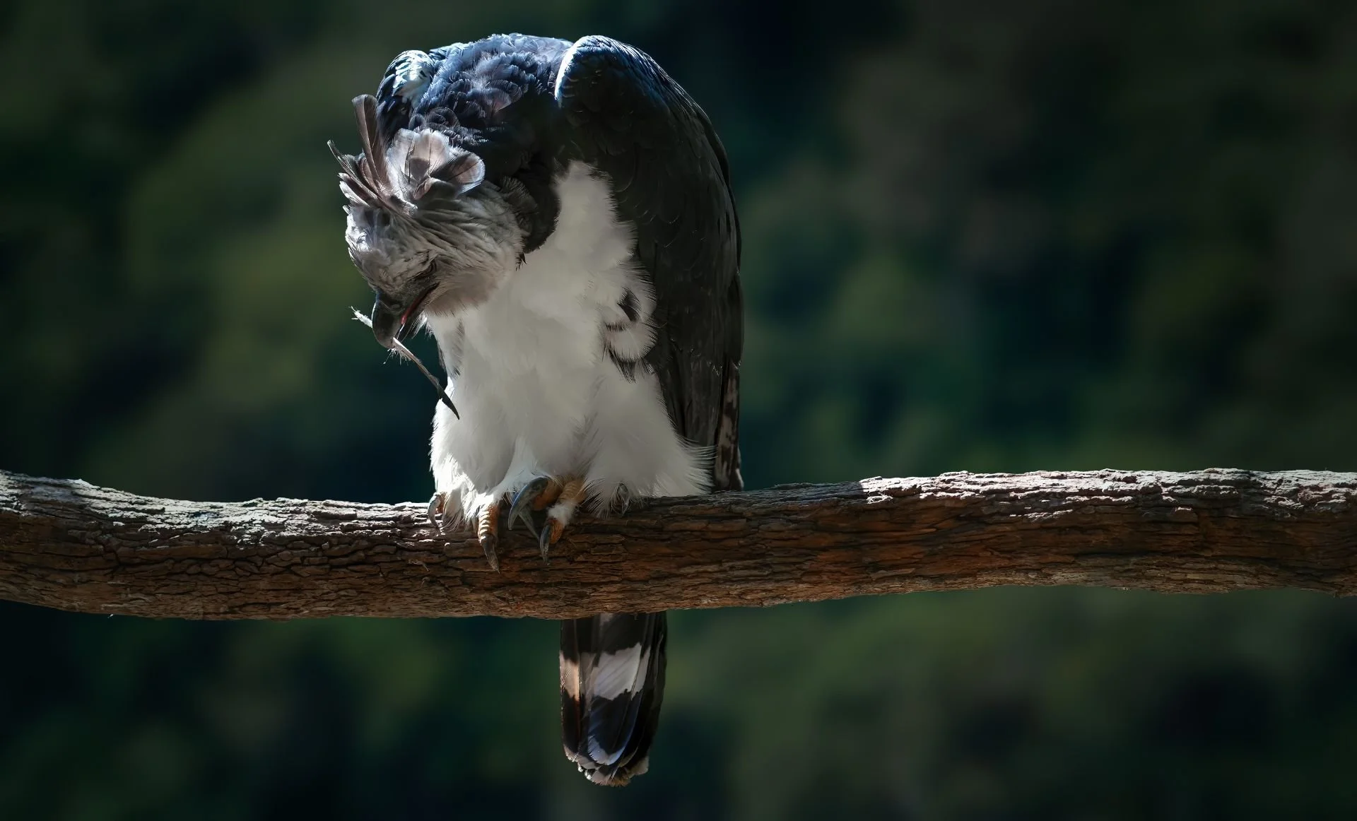 Flying through the forest canopy: movement patterns and habitat selection of rescued and wild Harpy Eagles in the Brazilian Amazon