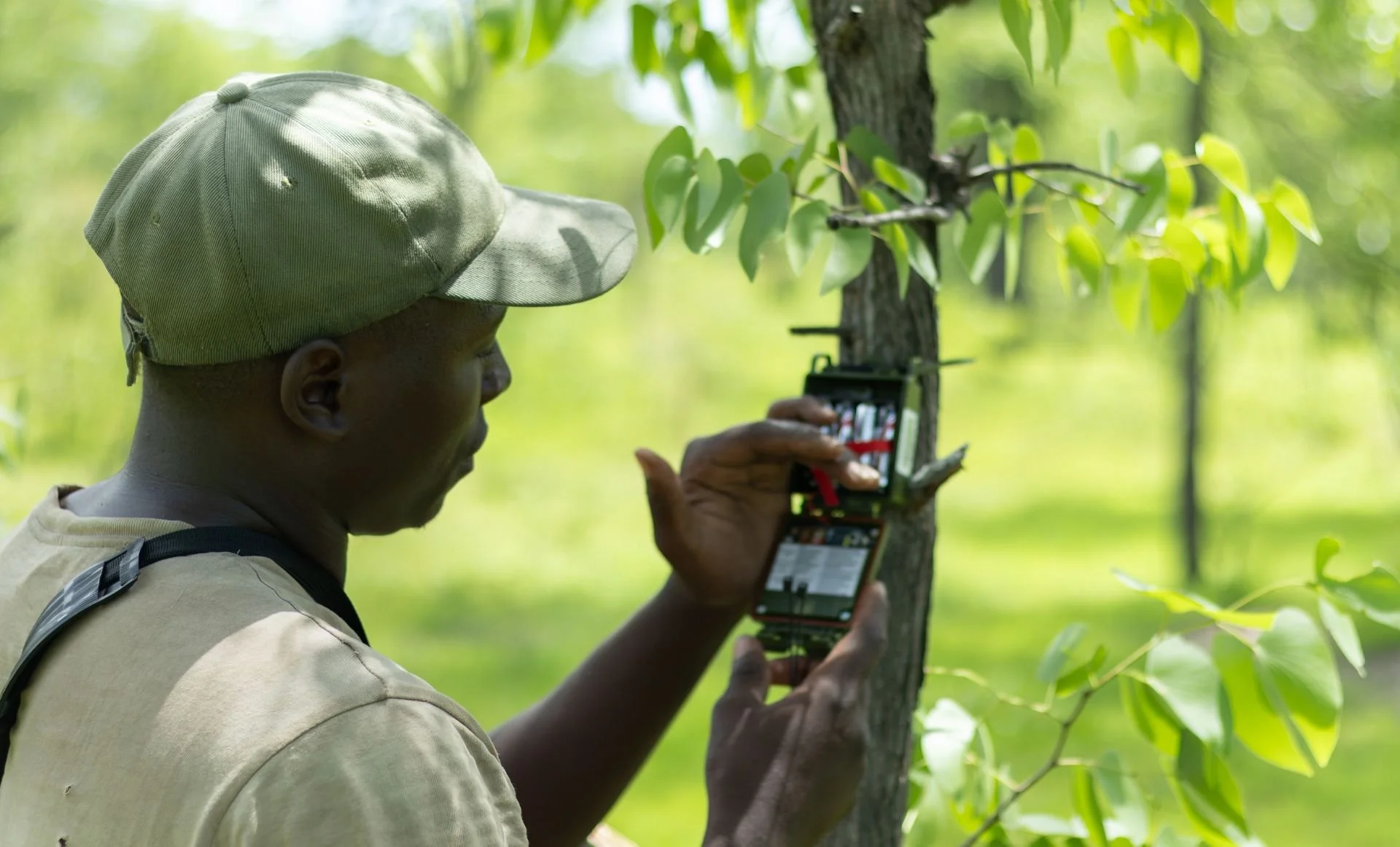 Passive acoustic monitoring as a tool to investigate the spatial distribution of invasive alien species