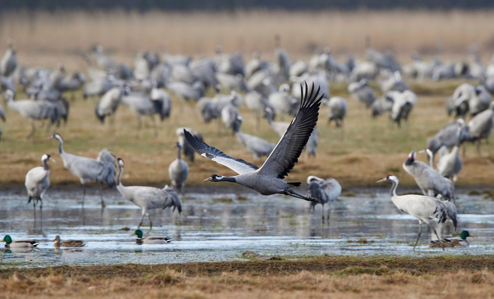 Understanding the occupancy patterns of Amazon floodplain birds