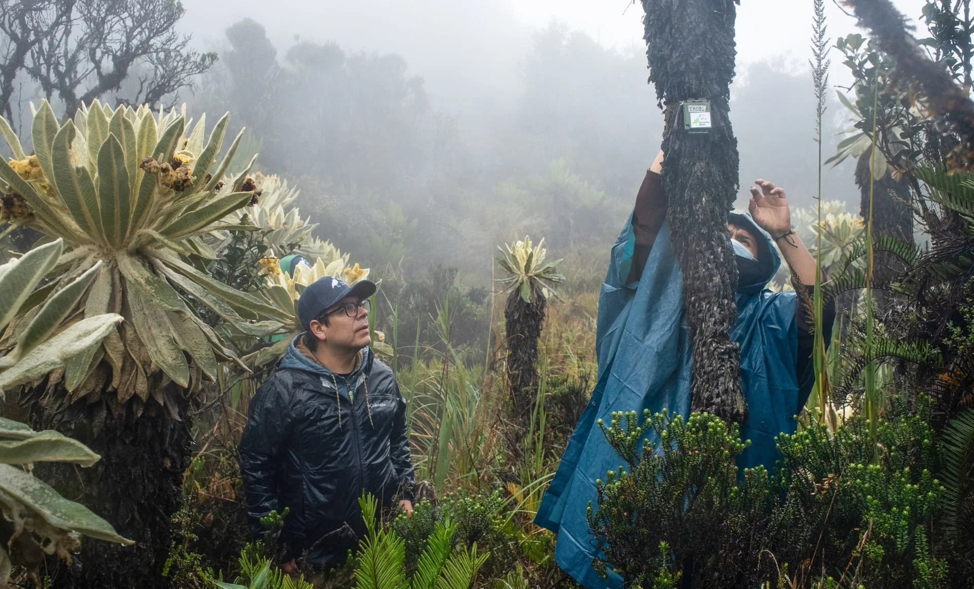 Chorus: Our AI ecoacoustic processing technology begins supporting locally-led bird conservation across Latin America