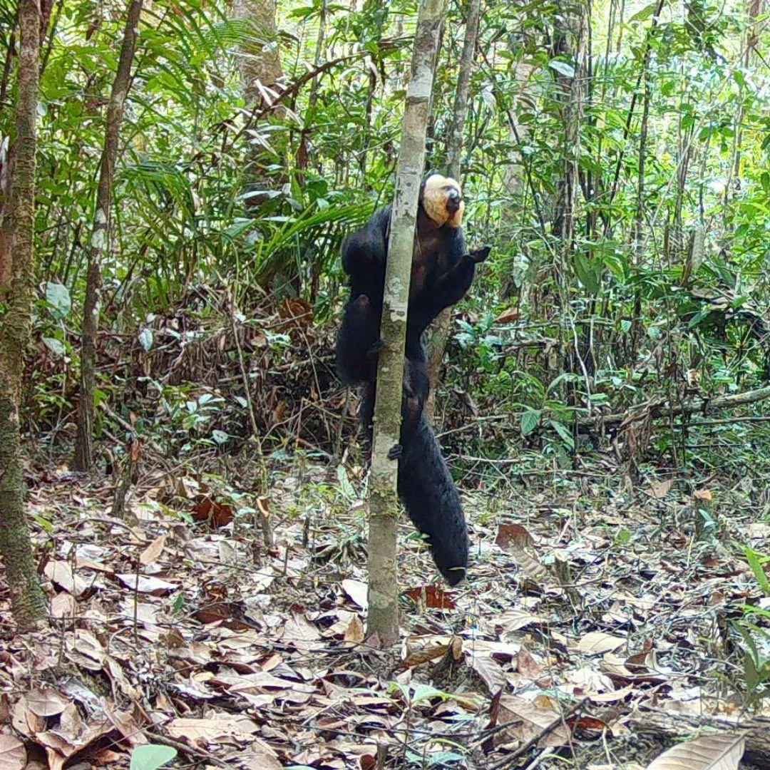 544 Species and Counting: What Our Latest Camera Trap Results Are Revealing in Guyana