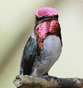 Beautiful bird with pink head