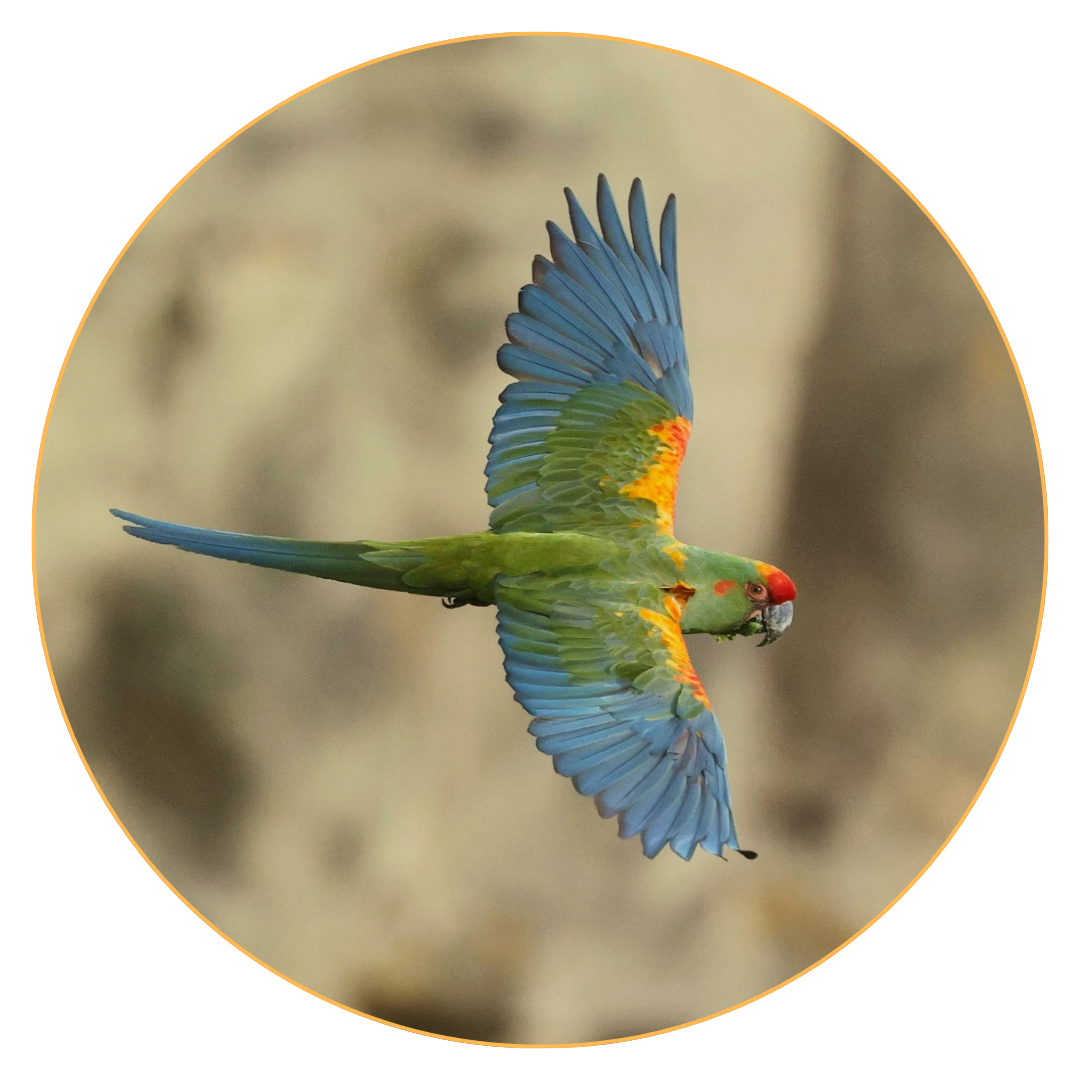 Parrot Flying