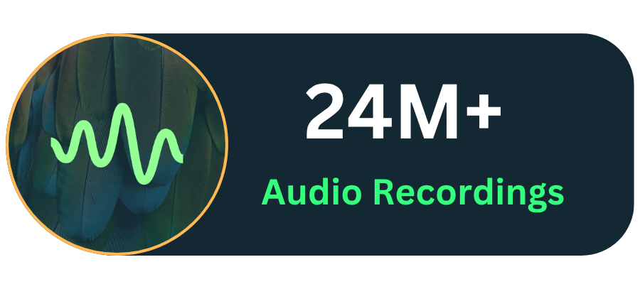24M Recordings