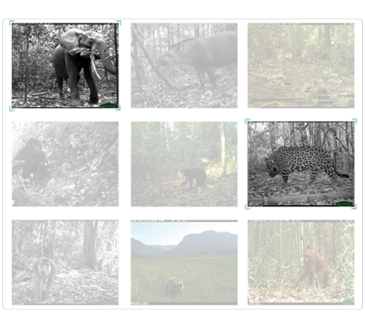 Wildlife Insights - camera trap processing