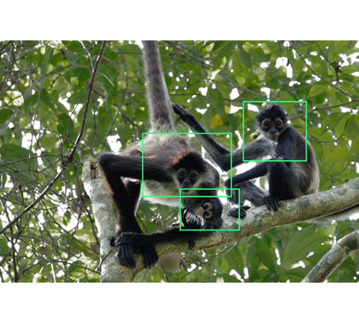 Monkeys being identified