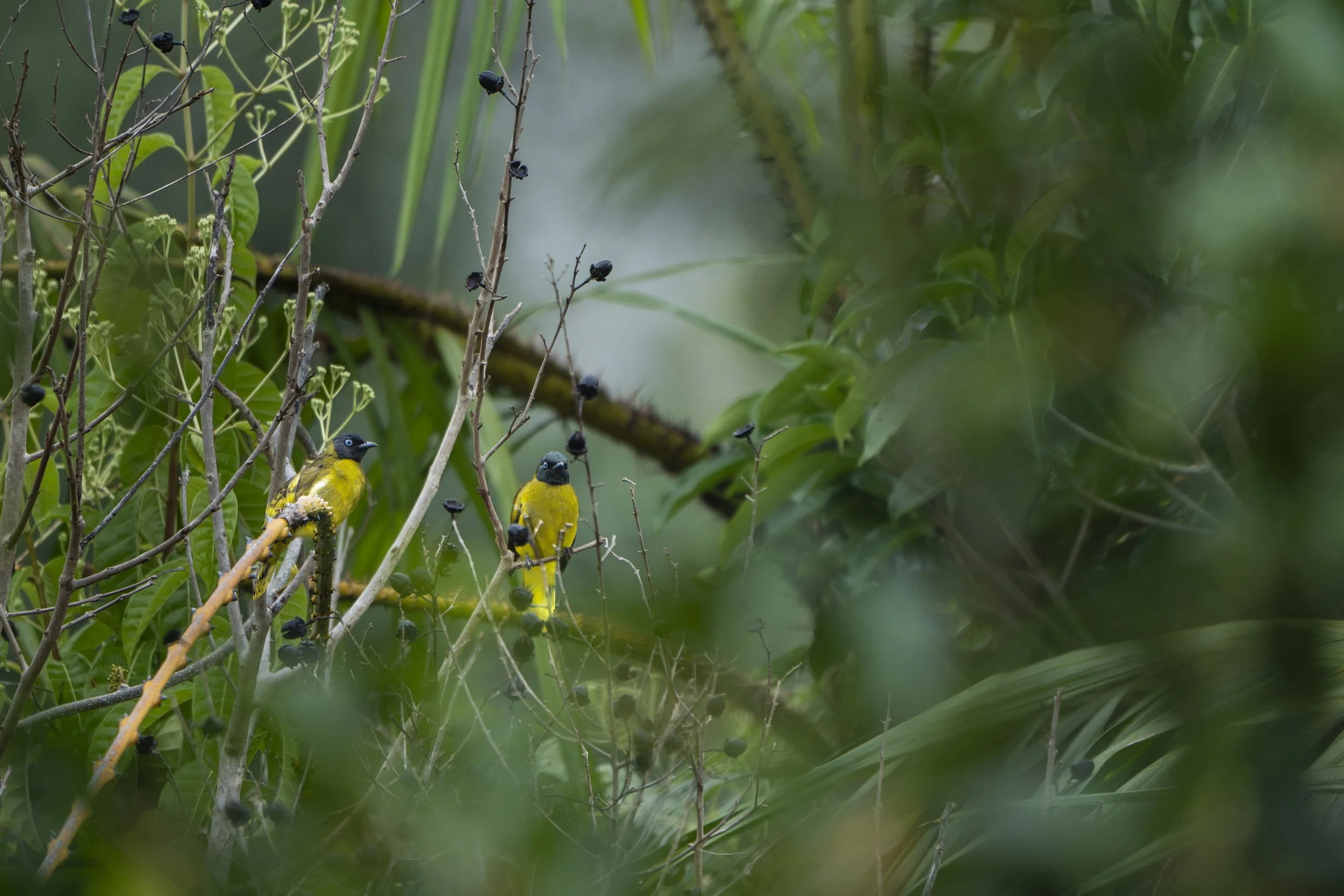 DSC05284-Enhanced-NR copy.jpg