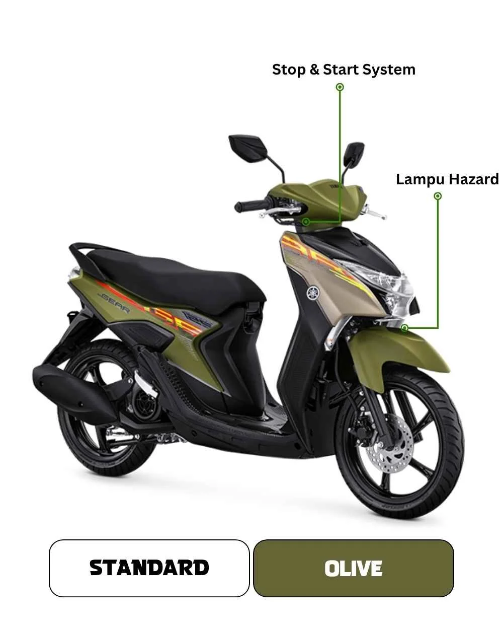 Olive.jpg