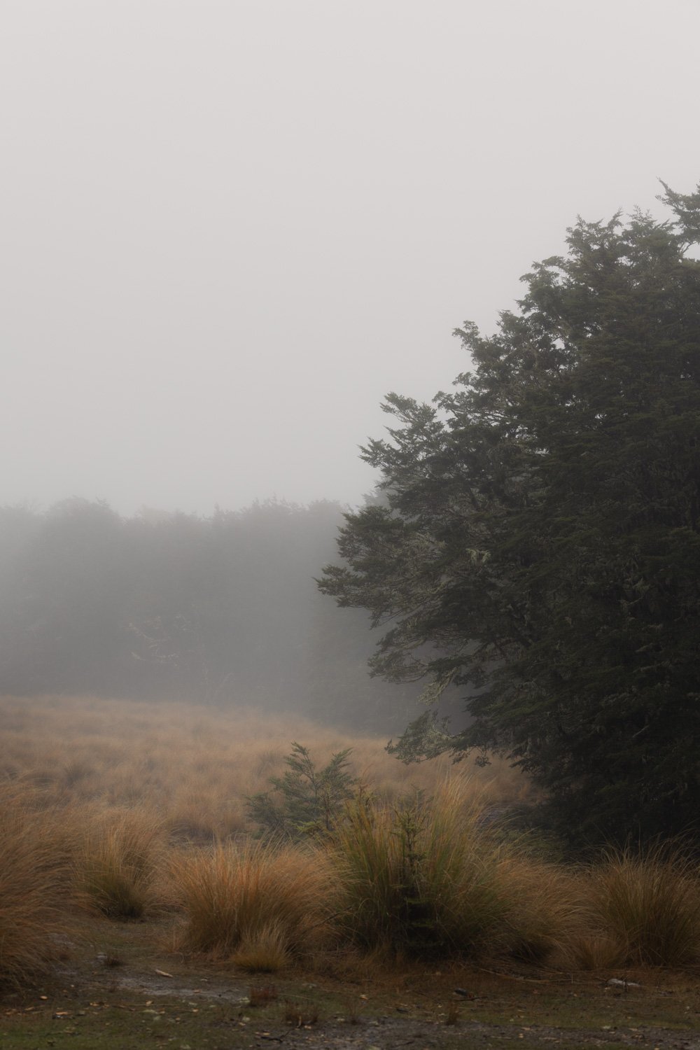 Foggy Morning near Bealey Top Hut