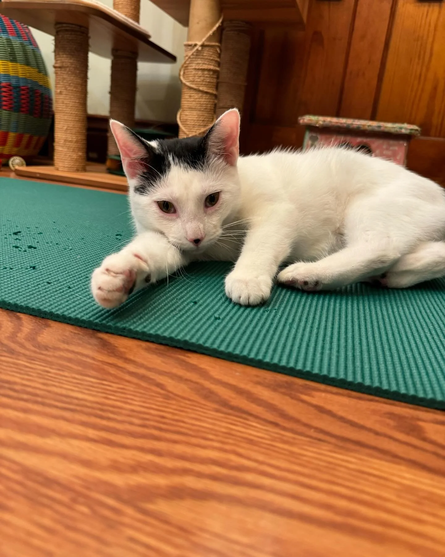 🧘&zwj;♀️🐱 cat yoga in the ville!!!

🙌 we found peace and paws @luckycatcafe502 amongst both sleepy and playful kitties

✨ are you interested in attending cat yoga? ✨lmk!!

#catyoga #luckycat #luckycatcafe #catyogalouisville #louisvilleyoga #gentle