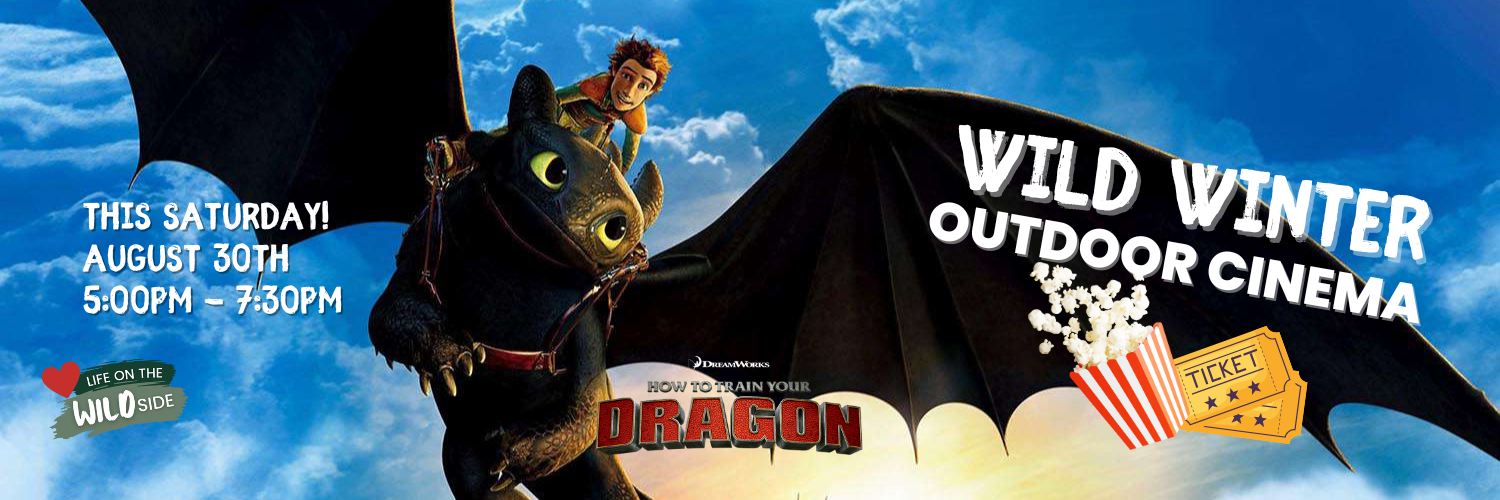 Outdoor Cinema Night