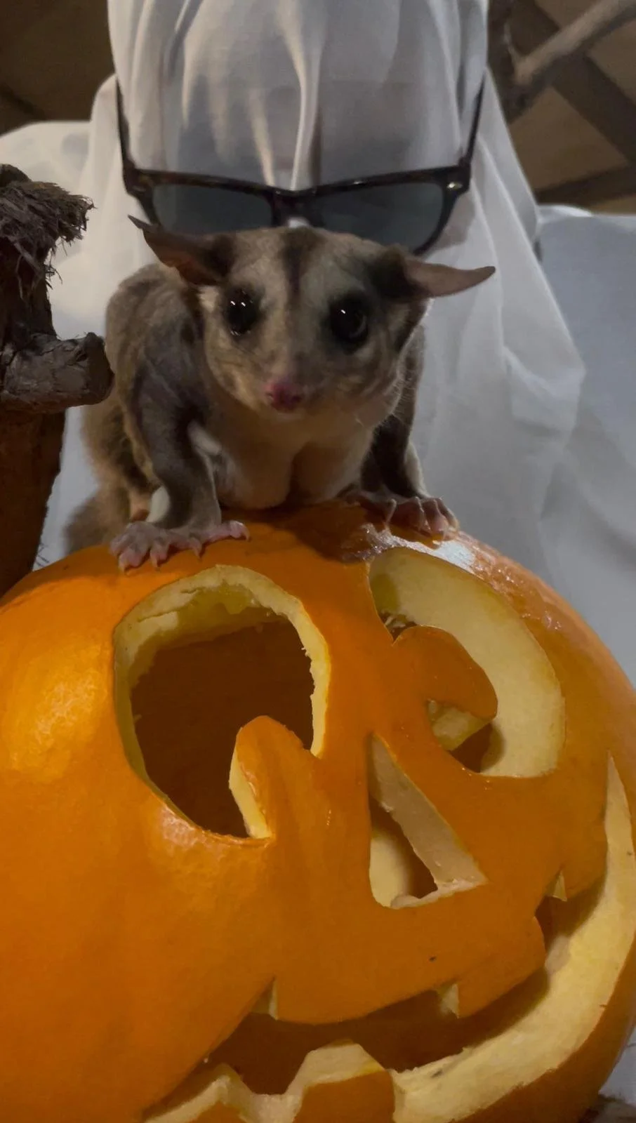 WhatsApp Image 2025-10-28 at 1.24.48 PM.jpeg