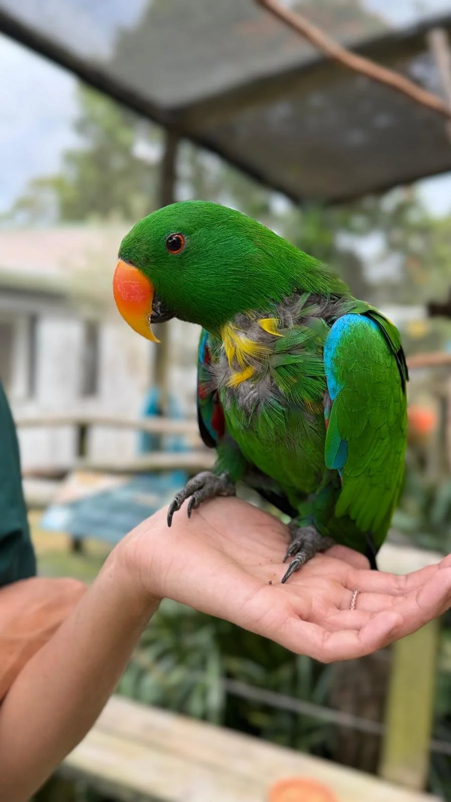 Meet Sunny + High Tea Highlights