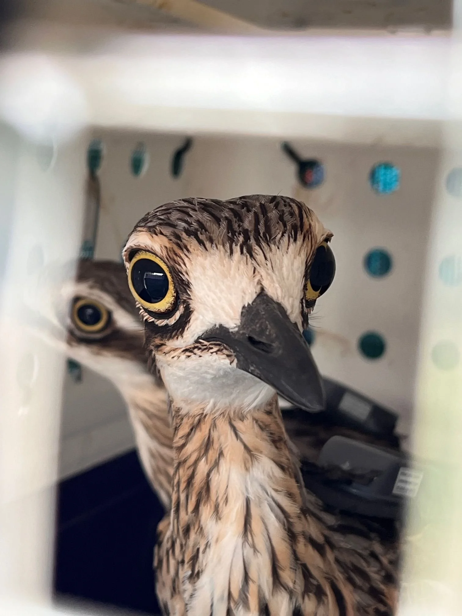 Two of our curlews are heading to their new home.