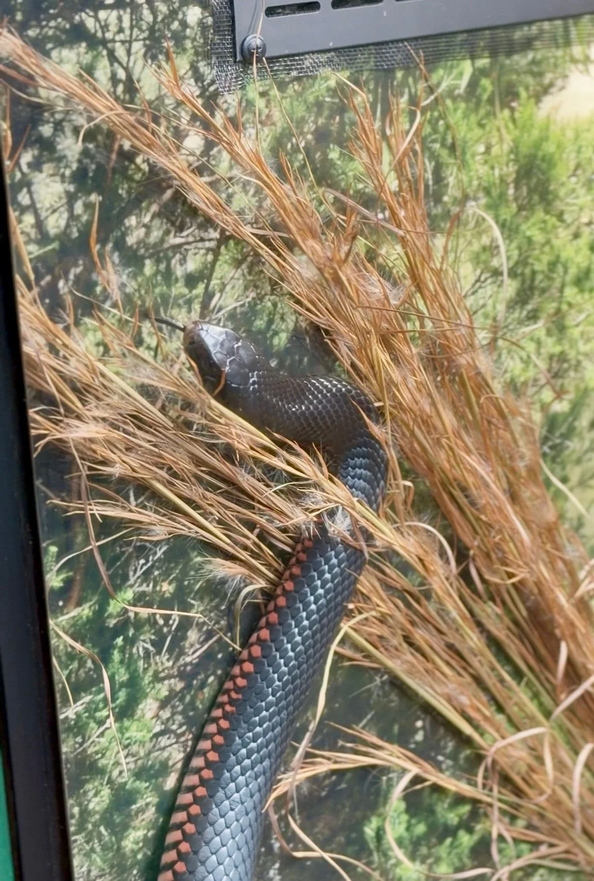 Snakes, School Holidays &amp; Starry Nights