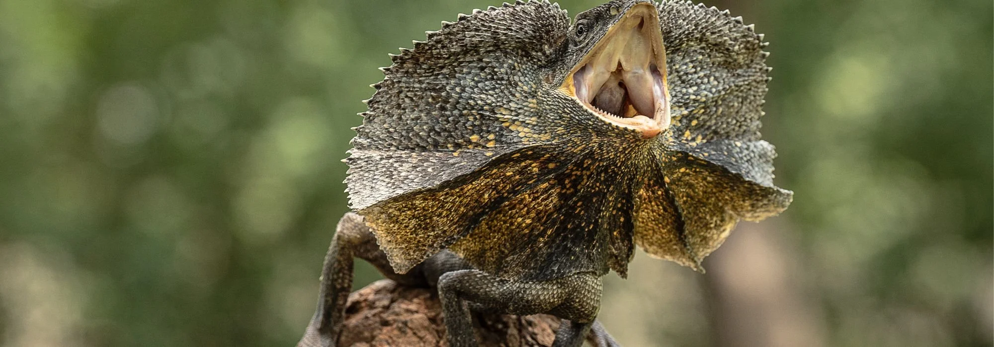 Amazing Adaptations — Byron Bay Wildlife Sanctuary