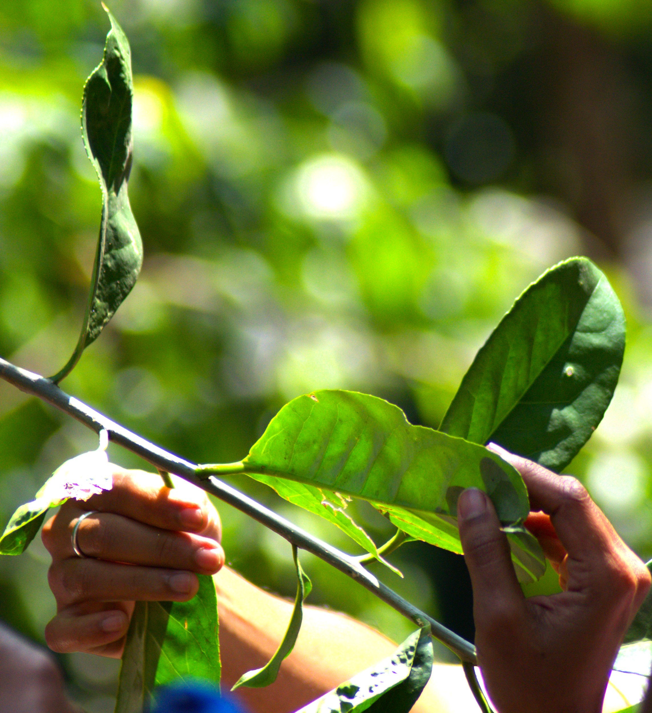 Two hands touching the leaves of a tree in Coorg, India;