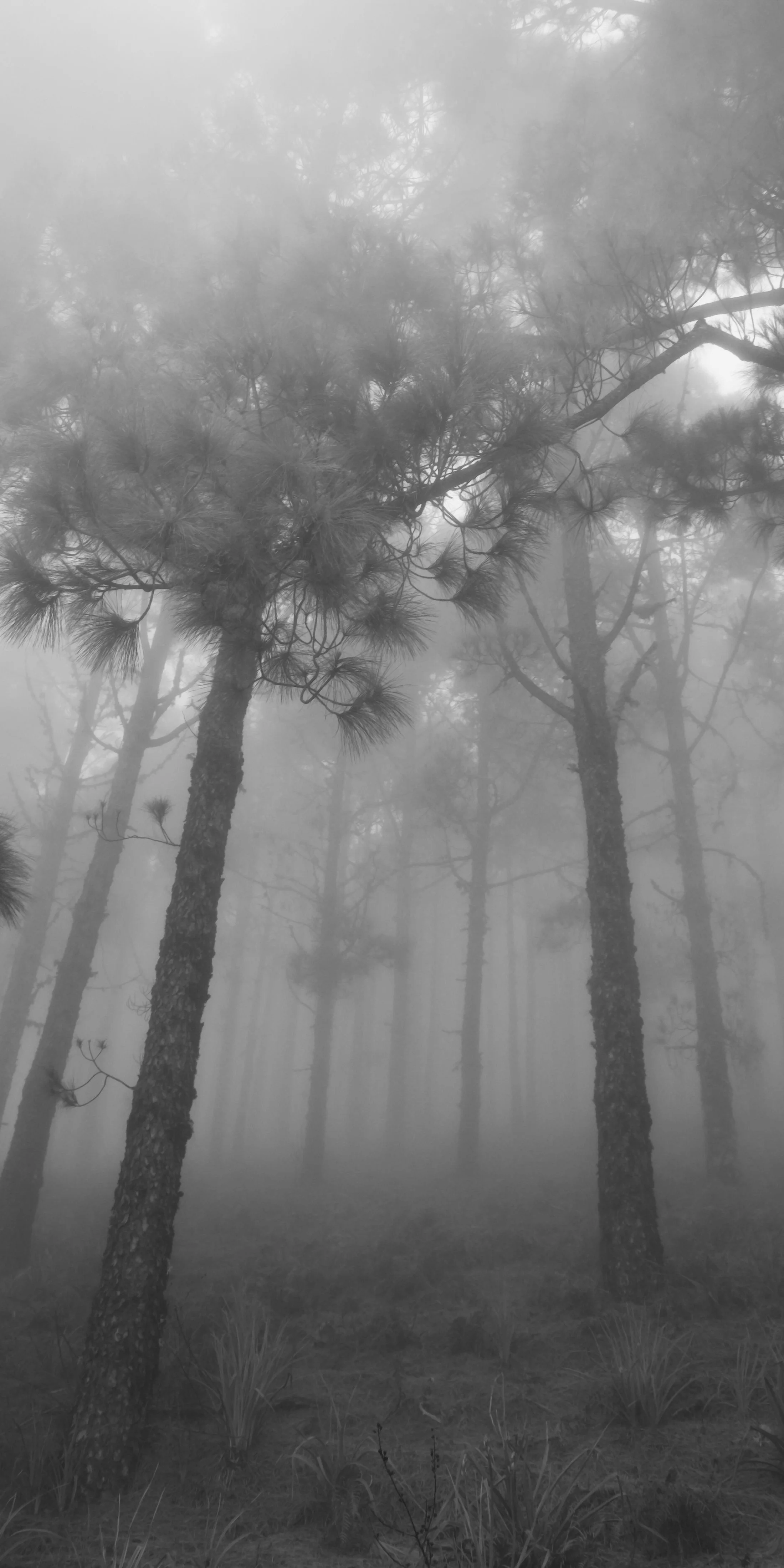 A photo of a forest with a deep fog, in the Ardennes, Belgium.