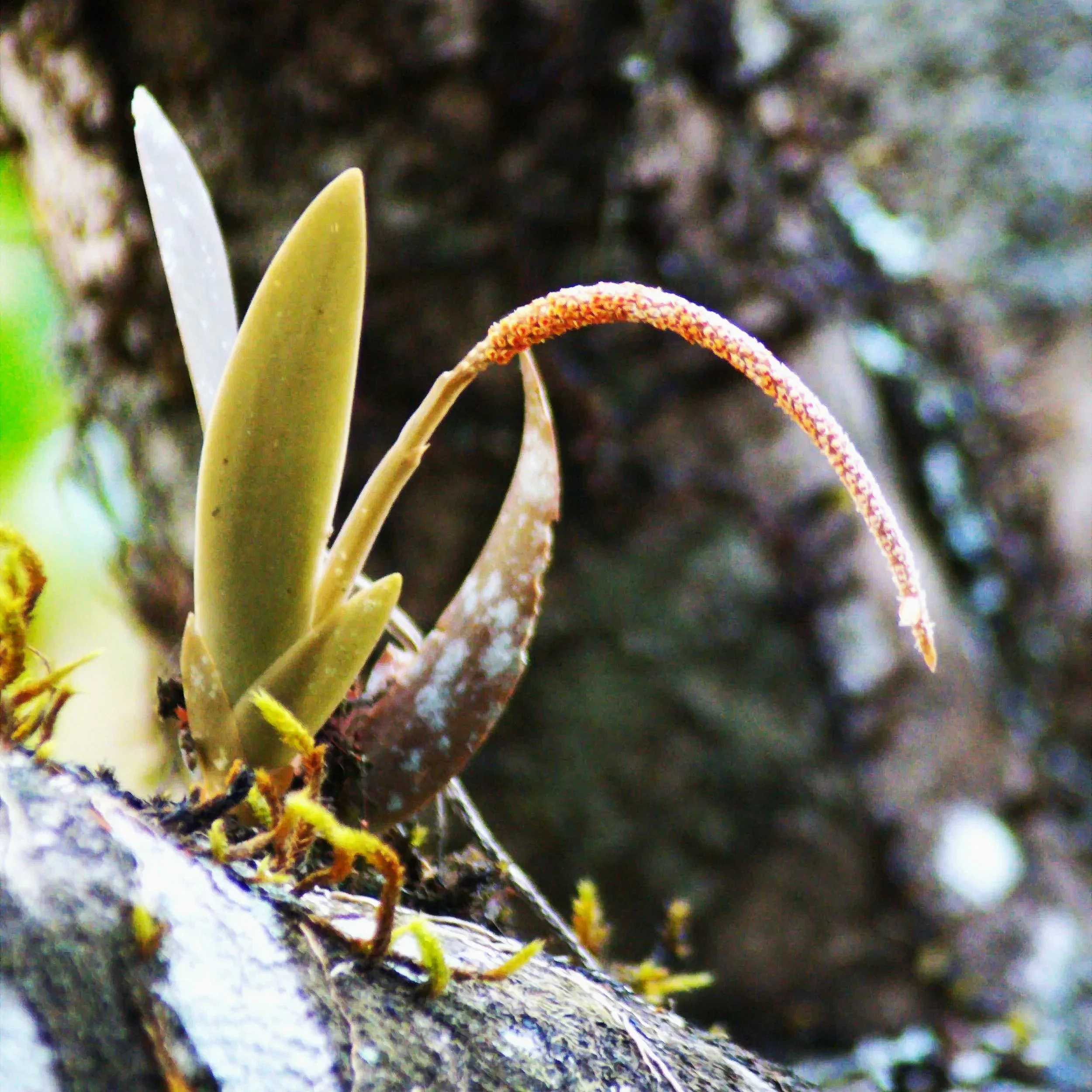 What is Intelligence?