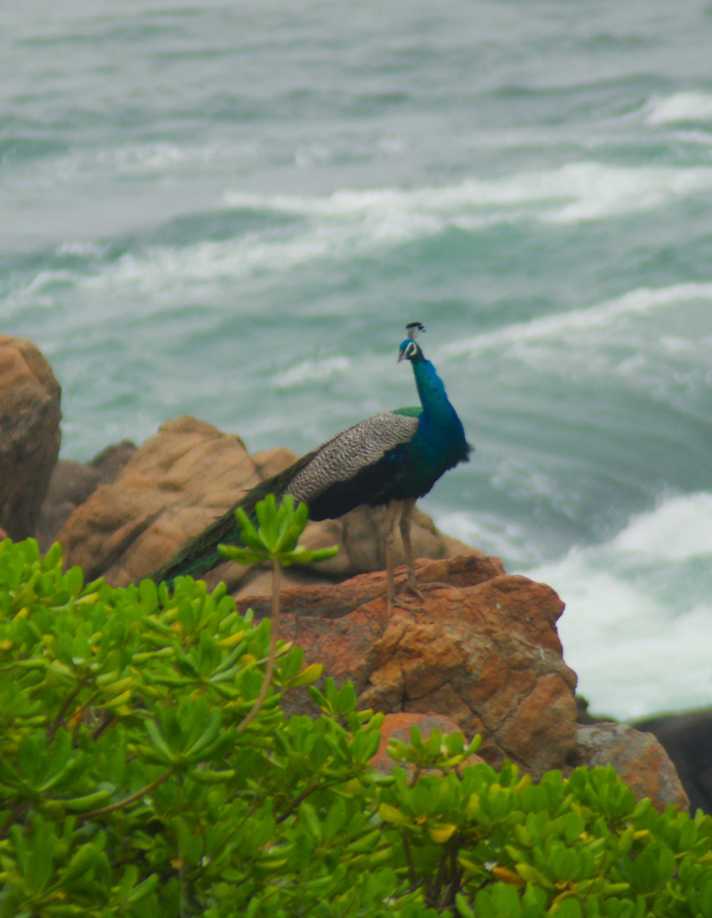 The Bird’s Freedom