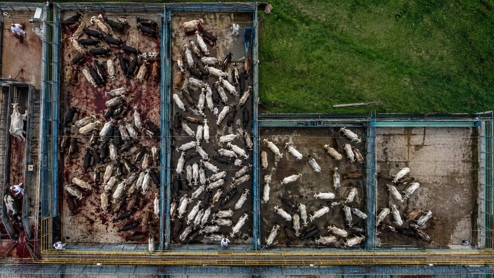 JBS: The Brazilian Greenwashing Slaughter