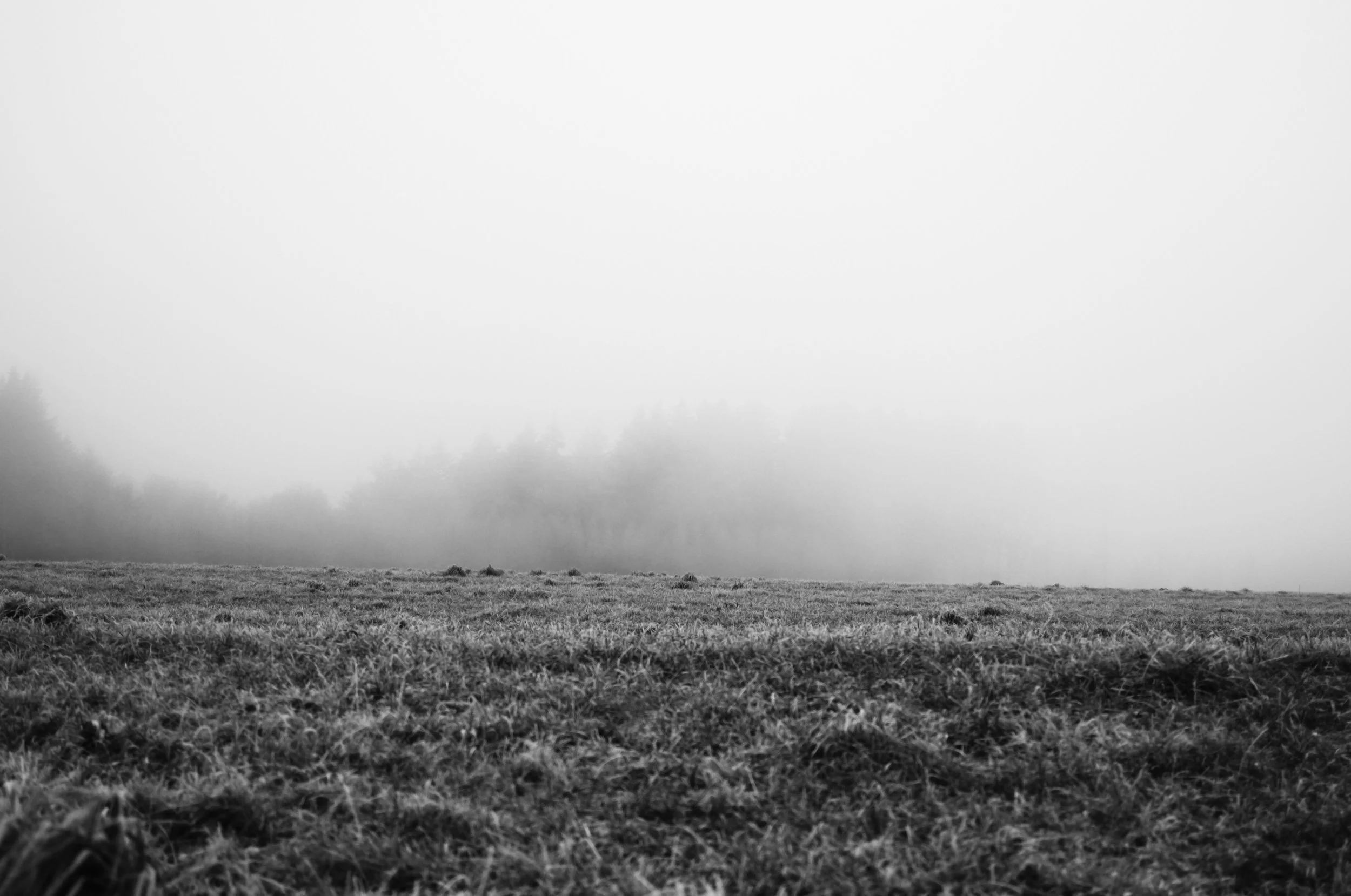 Photo of a land with the forest in the back and the fog covering the landscape. It's winter in the Ardennes region in Belgium
