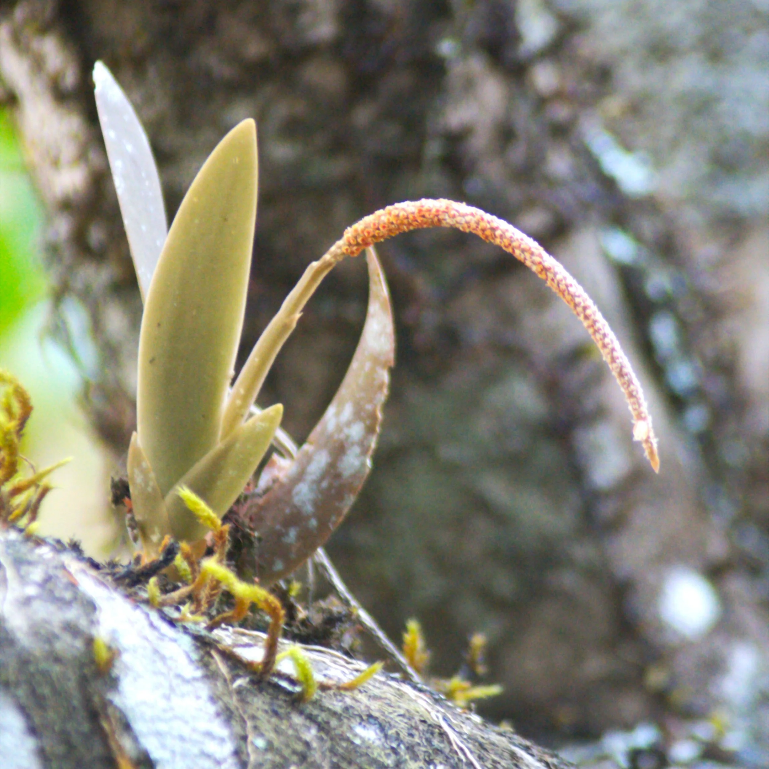 A photo of an orchid, a plant that is capable to live without harming or being a threat to its host.