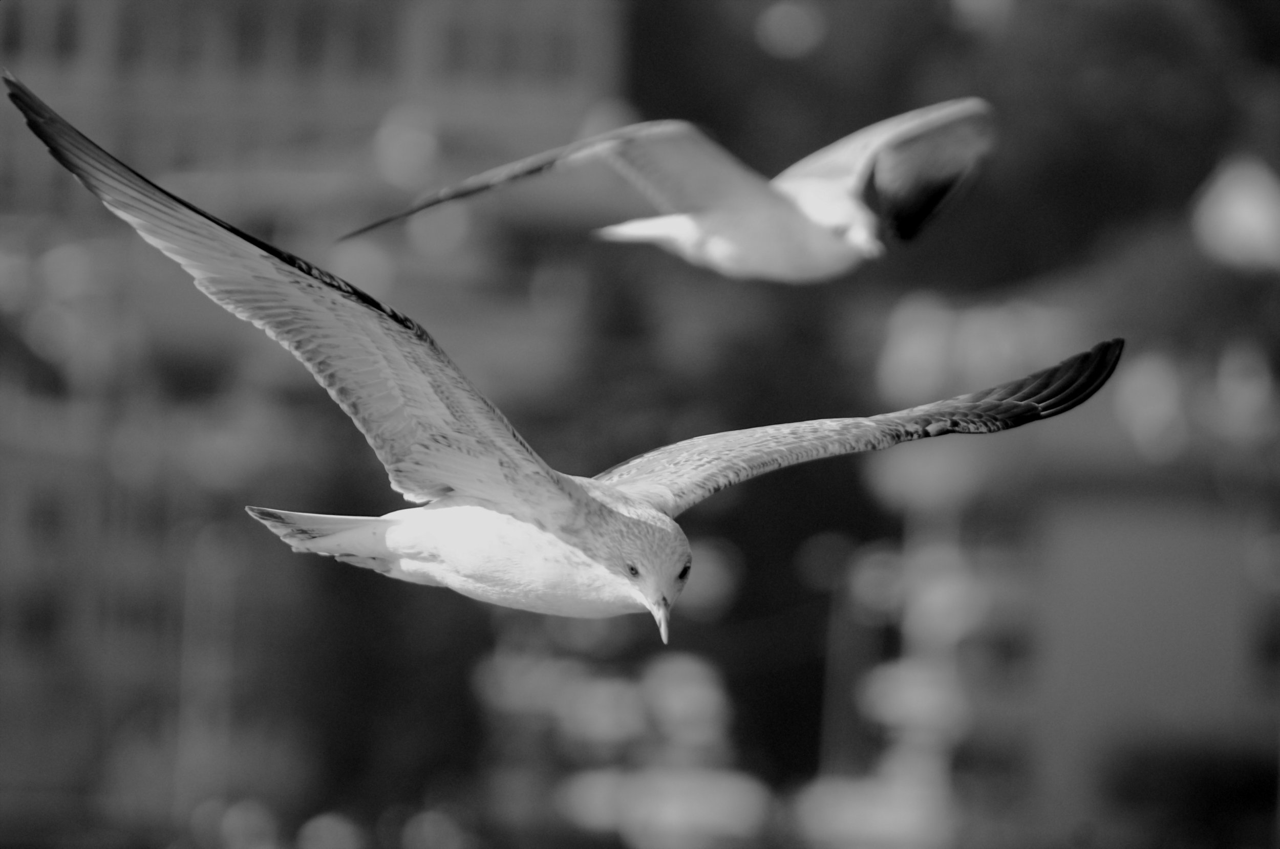 A photo of a seagull at the Bosphore, Turkey.