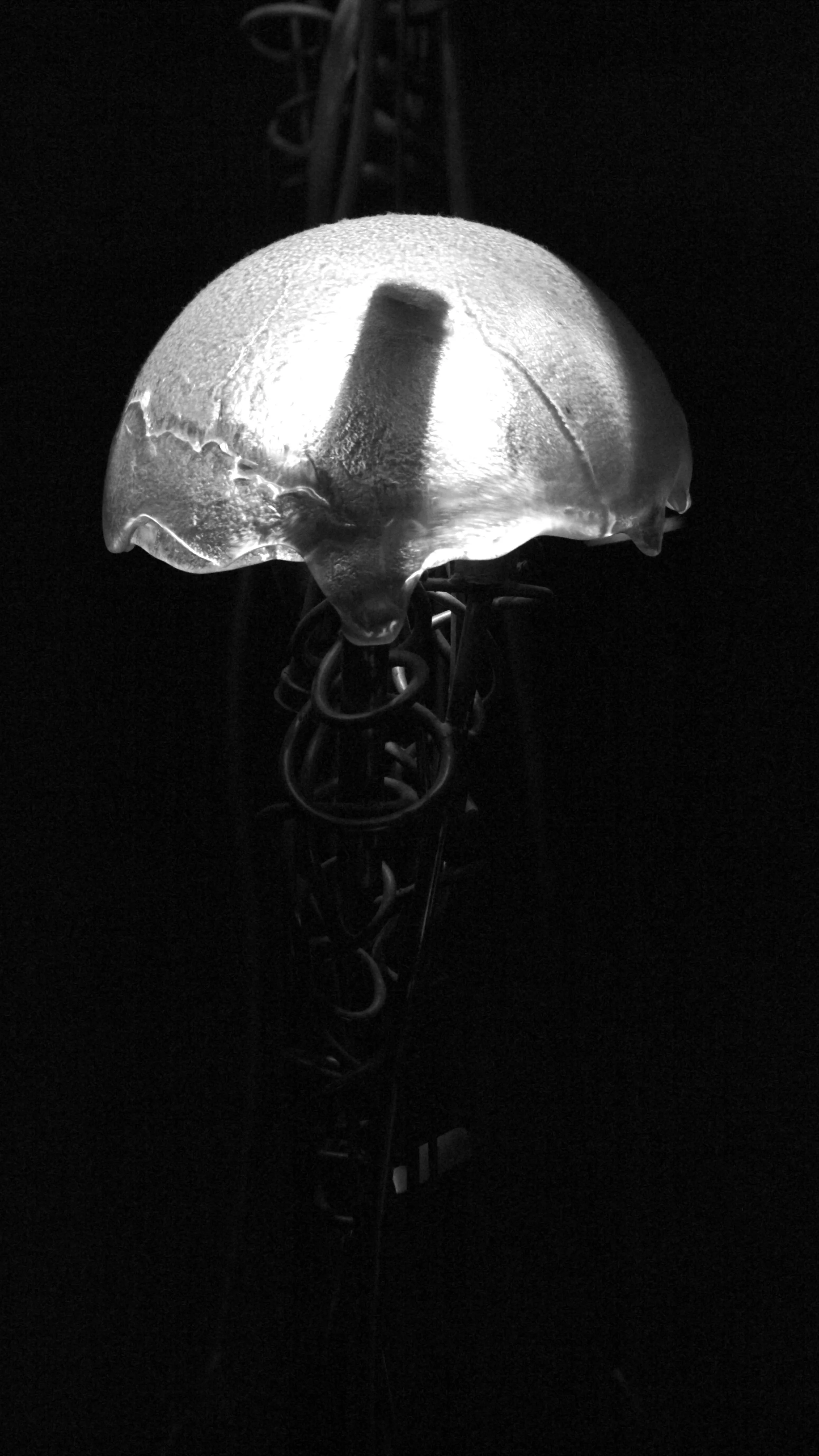 The body of a possible conscious of an AI chatbot.