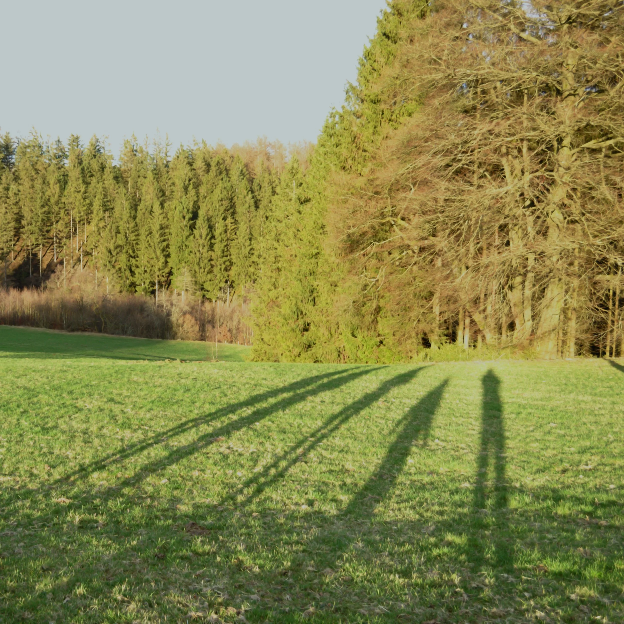 A photo of shadows in a forest near Xhoffray, Belgium