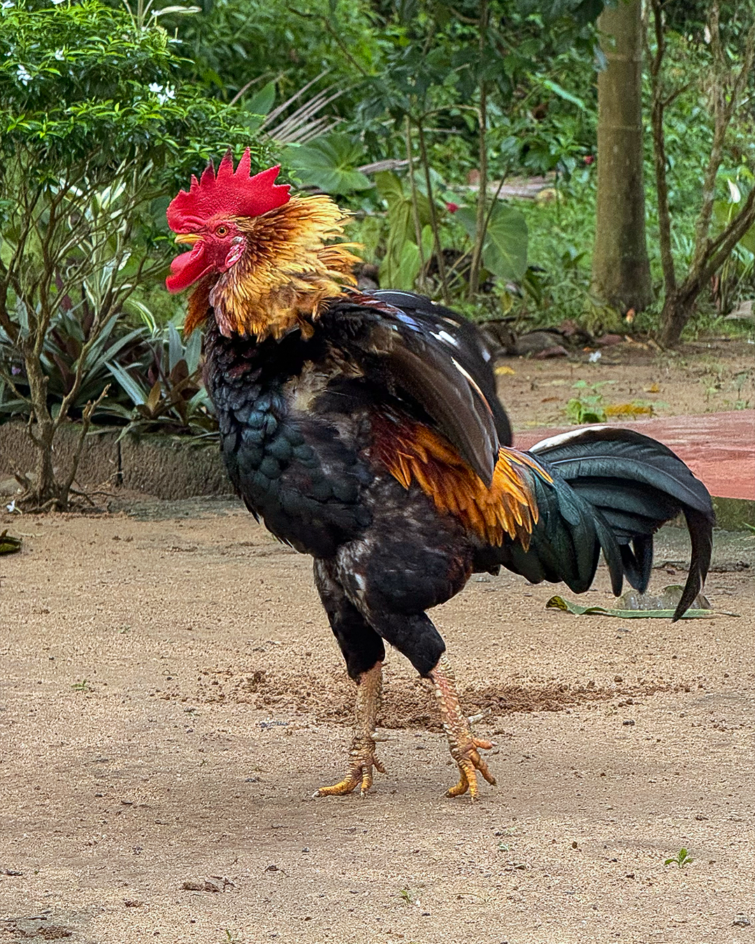 cock poem