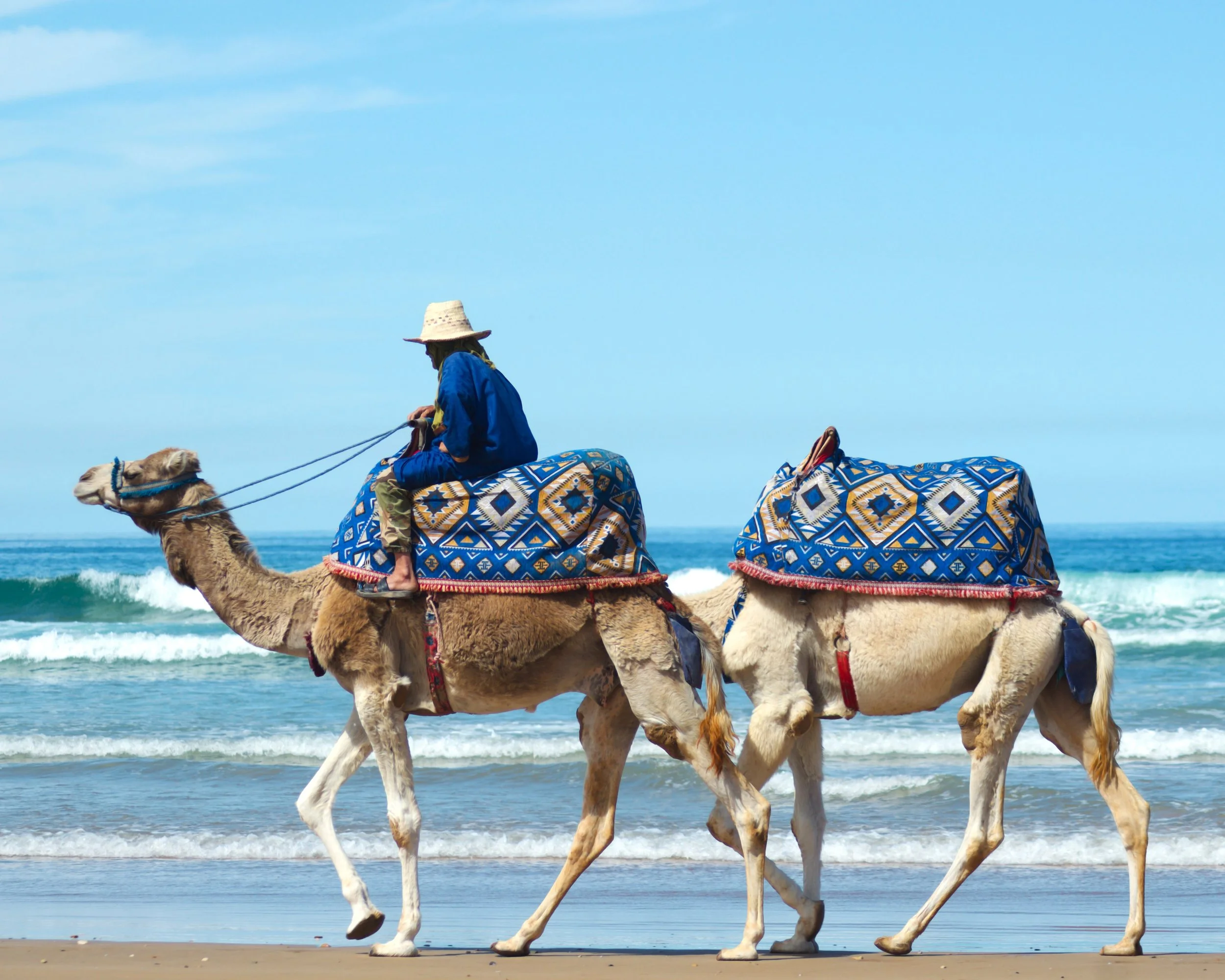 Two camels travelling with their master through the beach, somewhere in Morocco.