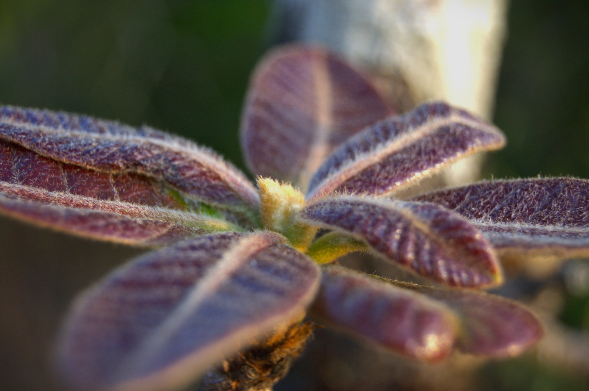 A flower sprouting in Coorg, India, as a metaphore of change.