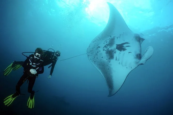 Scuba Diving with Manta Rays