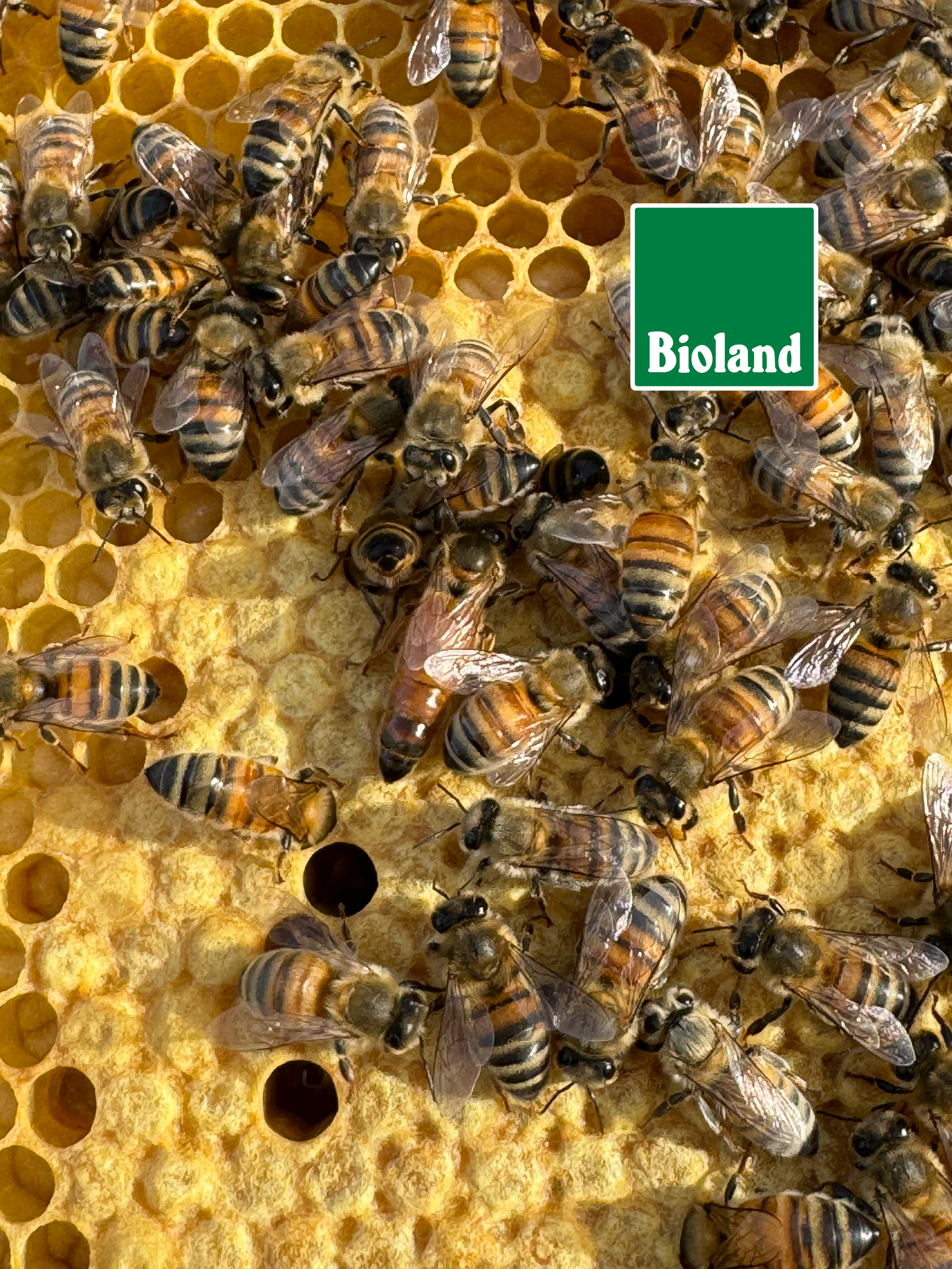 Bioland - Buckfast Königin F1 (Bio)