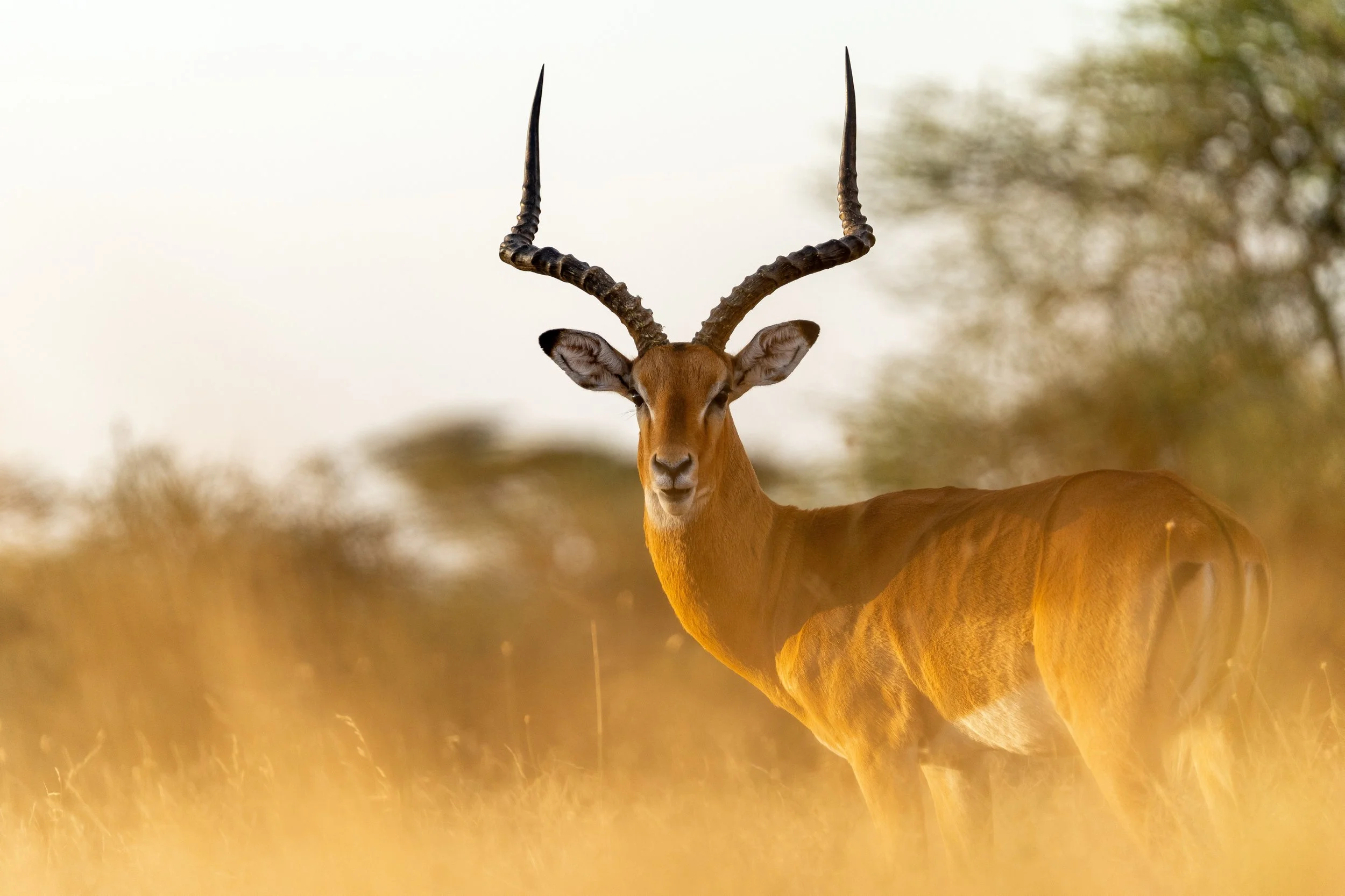 impala buck_2672438287 (Custom).jpg