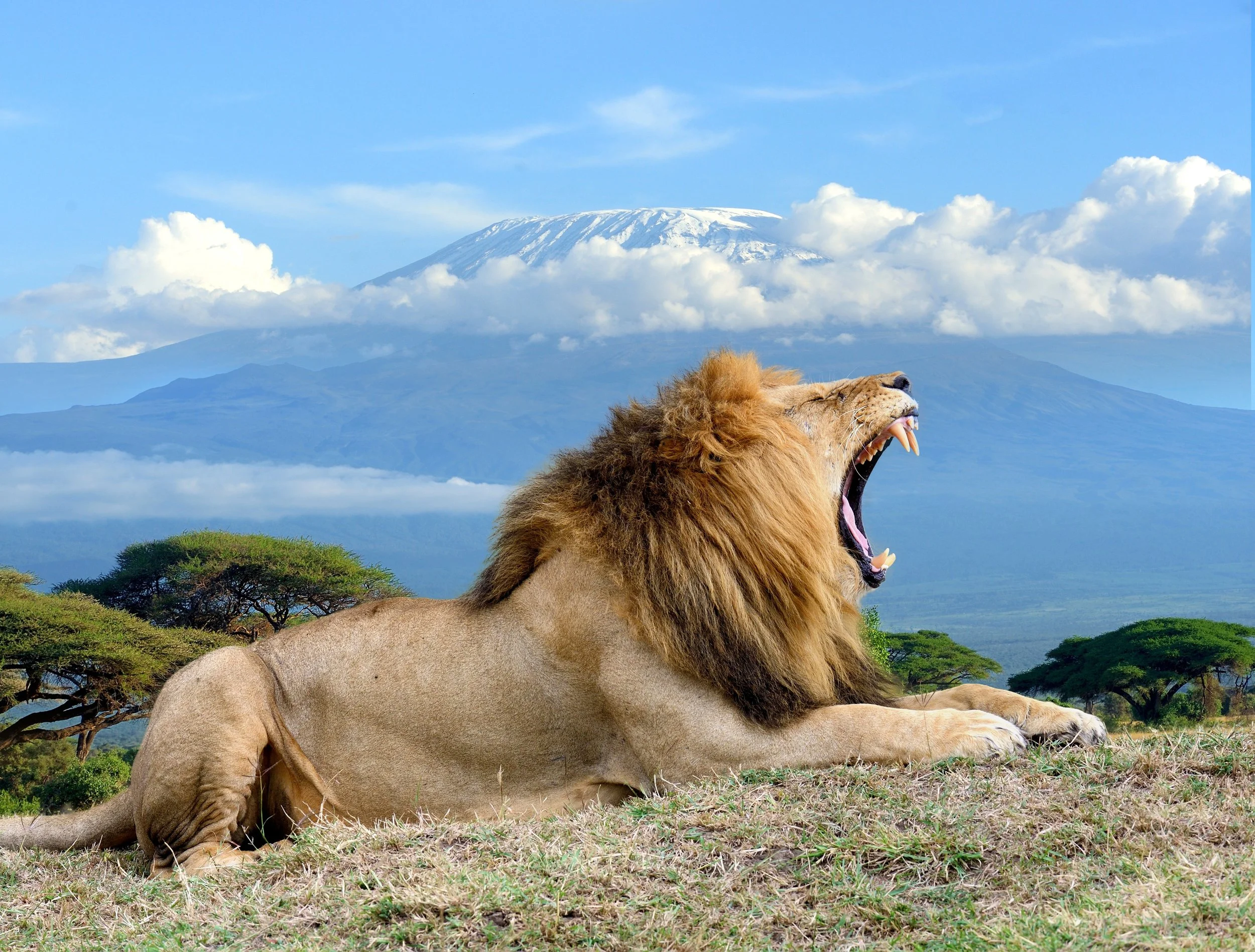 lion kili_599036978 (Custom).jpg